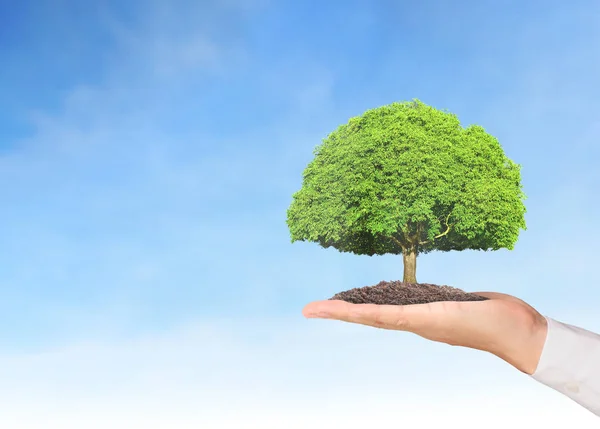 Fechar as mãos segurando planta — Fotografia de Stock