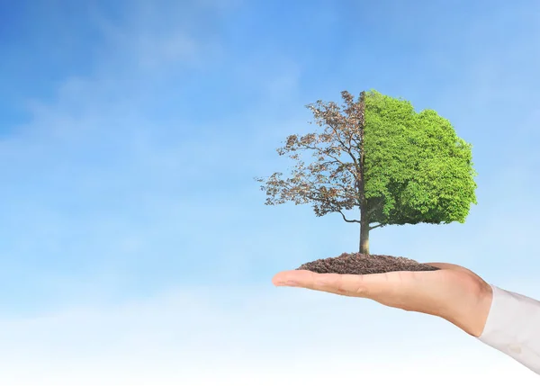 Close up hands holding  plant — Stock Photo, Image