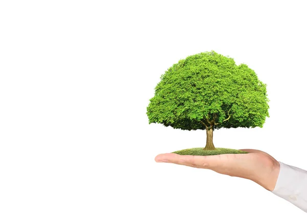 Close Hands Holding Plant Tree — Stock Photo, Image