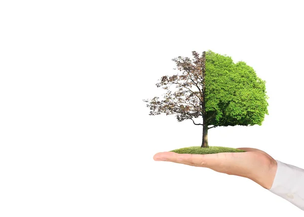 Nahaufnahme Hände Halten Eine Pflanze Einen Baum — Stockfoto