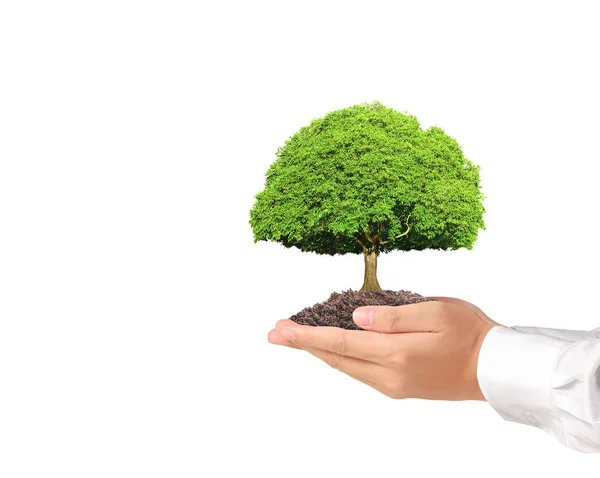 Close Hands Holding Plant Tree — Stock Photo, Image