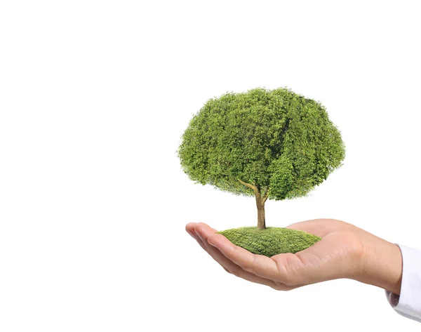 Закройте Руки Держа Растение Дерево — стоковое фото