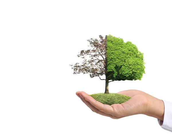 Nära Håll Händer Som Håller Växt Träd — Stockfoto