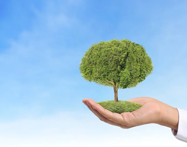 Fechar as mãos segurando planta — Fotografia de Stock