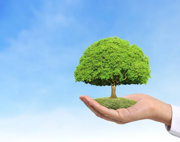 Cierra Las Manos Sosteniendo Una Planta Árbol — Foto de Stock