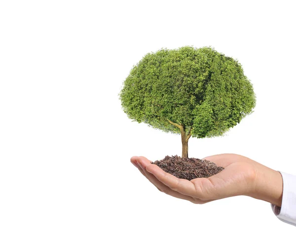 Fechar Mãos Segurando Uma Planta Árvore — Fotografia de Stock