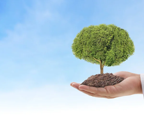 Cierra Las Manos Sosteniendo Una Planta Árbol — Foto de Stock