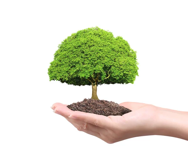 Bir bitki tutan eller yukarı kapatın, ağaç