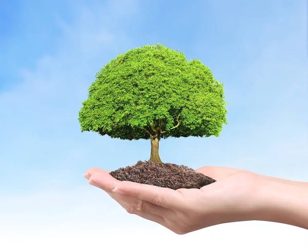 Cierra Las Manos Sosteniendo Una Planta Árbol — Foto de Stock