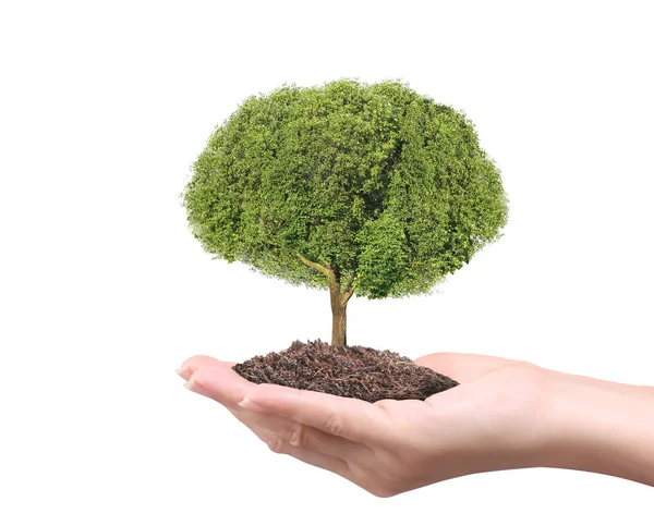 Nahaufnahme Hände Halten Eine Pflanze Einen Baum — Stockfoto