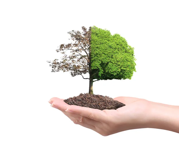 Close Hands Holding Plant Tree — Stock Photo, Image