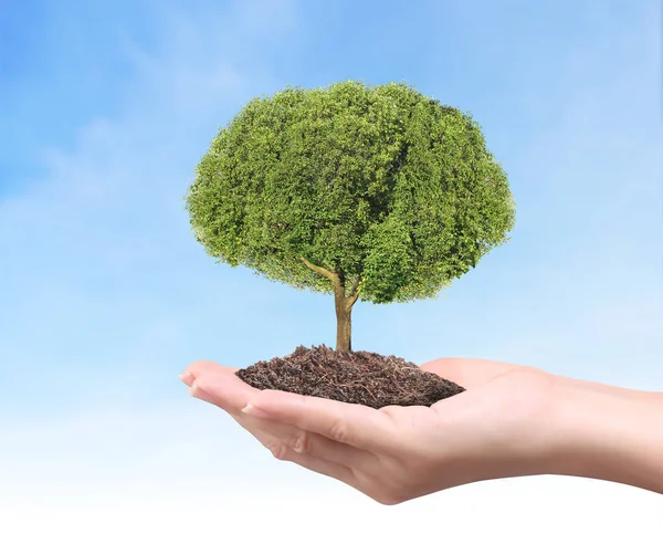 Fechar Mãos Segurando Uma Planta Árvore — Fotografia de Stock