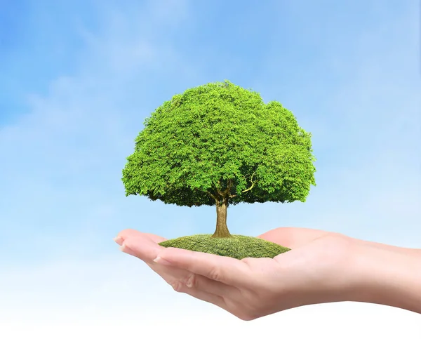 Close Hands Holding Plant Tree — Stock Photo, Image