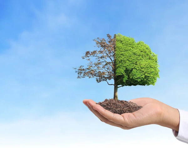 Close up hands holding  plant — Stock Photo, Image