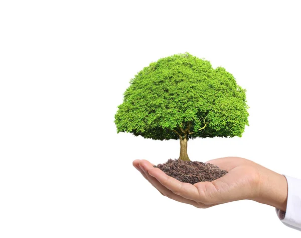 Закройте Руки Держа Растение Дерево — стоковое фото