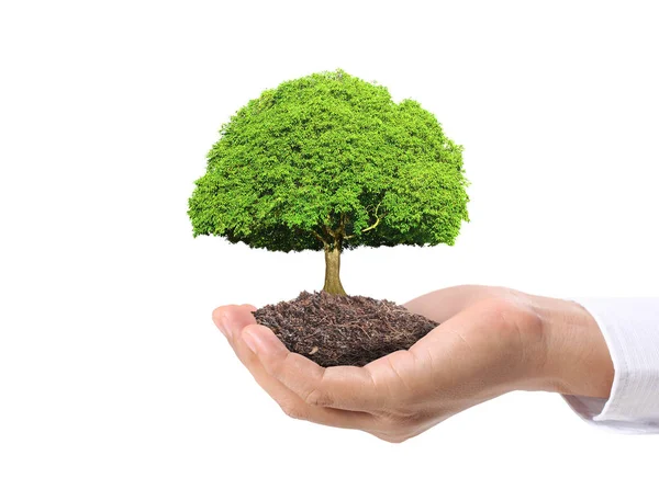 Fechar Mãos Segurando Uma Planta Árvore — Fotografia de Stock