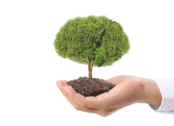 Nahaufnahme Hände Halten Eine Pflanze Einen Baum — Stockfoto