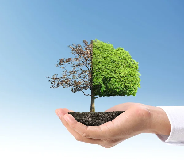 Fechar Mãos Segurando Uma Planta Árvore — Fotografia de Stock