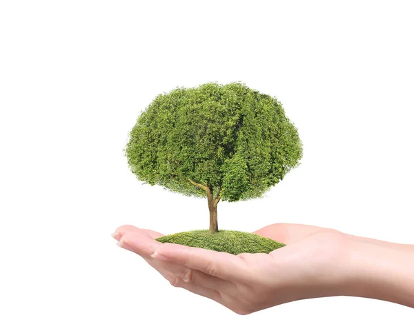 Przytrzymanie Roślina Ręce Bliska Drzewo — Zdjęcie stockowe