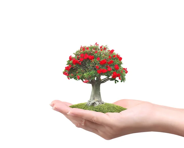 Przytrzymanie Roślina Ręce Bliska Drzewo — Zdjęcie stockowe
