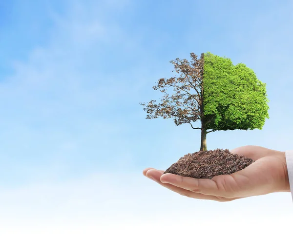 Close up hands holding  plant — Stock Photo, Image