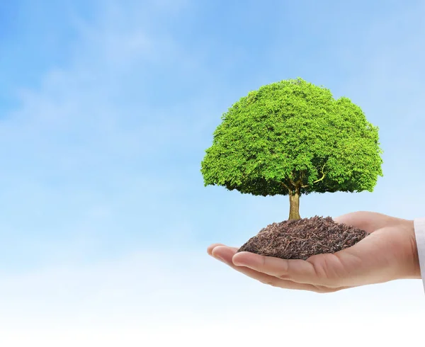 Close up hands holding  plant — Stock Photo, Image