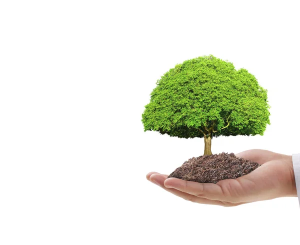 Close Hands Holding Plant Tree — Stock Photo, Image