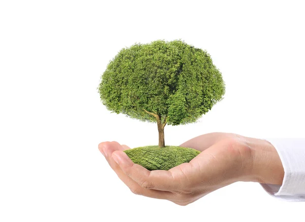 Close Hands Holding Plant Tree — Stock Photo, Image