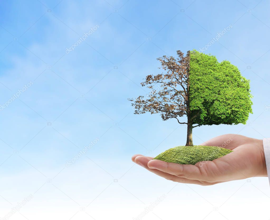 Close up hands holding a plant,tree