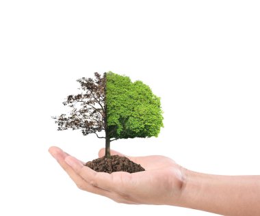 Fideler, bitki holding insan eller 