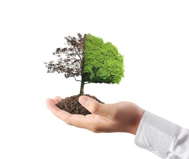 Fideler, bitki holding insan eller 