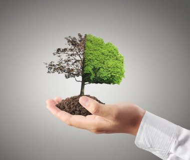 Fideler, bitki holding insan eller 