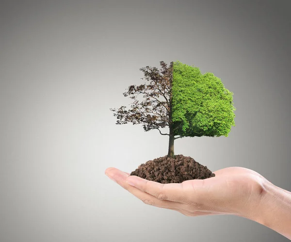 Human hands holding sprout — Stock Photo, Image