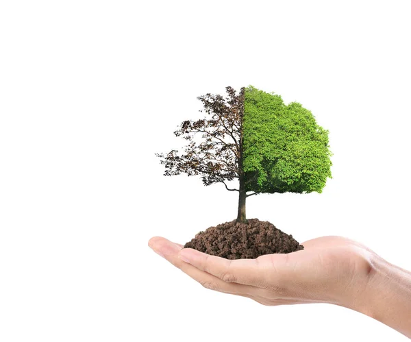 Human Hands Holding Sprout Plant — Stock Photo, Image