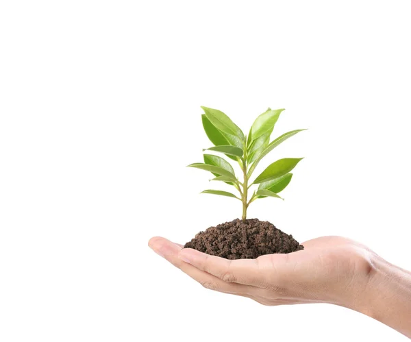 Mãos Humanas Segurando Broto Planta — Fotografia de Stock