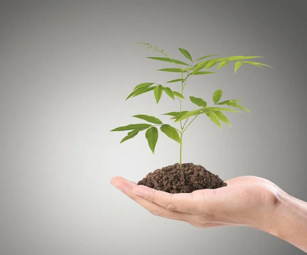 human hands holding sprout,plant