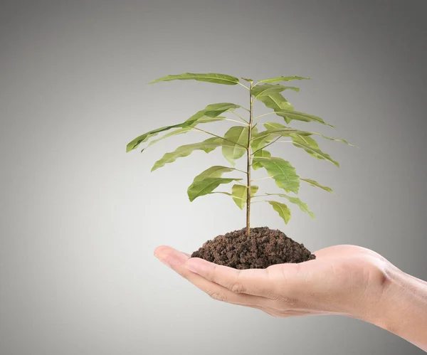 Manos Humanas Sosteniendo Brote Planta —  Fotos de Stock