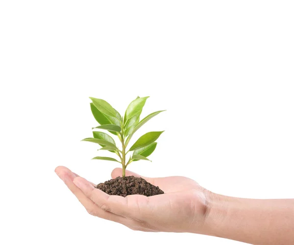 Human Hands Holding Sprout Plant — Stock Photo, Image