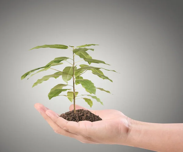 Mãos Humanas Segurando Broto Planta — Fotografia de Stock