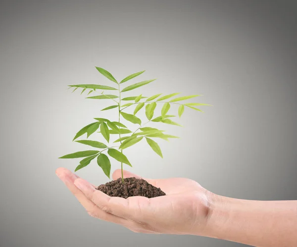 Human Hands Holding Sprout Plant — Stock Photo, Image