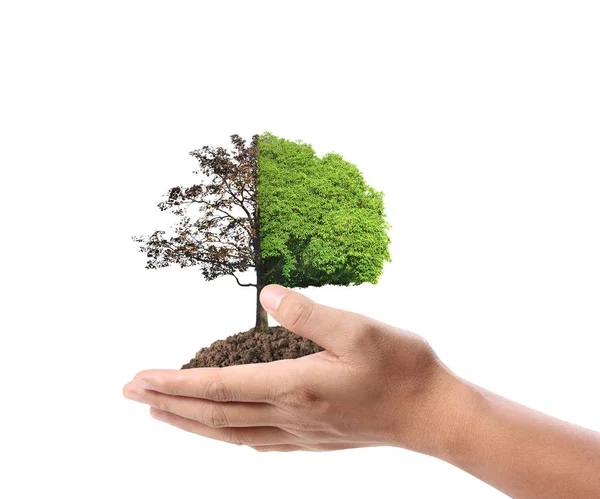 Manos Humanas Sosteniendo Brote Planta — Foto de Stock