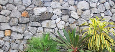 arka plan olarak Ivy ile taş duvar