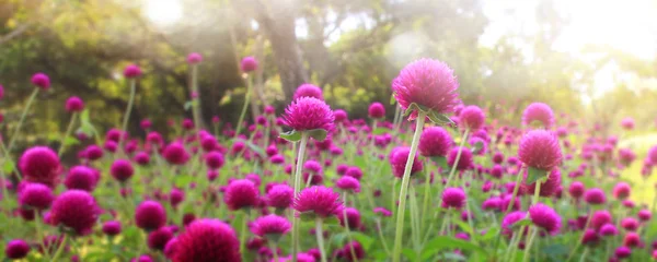 Bonito jardín de flores cuidado con colorido — Foto de Stock