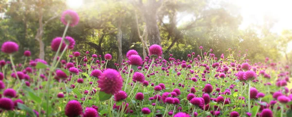 Bonito jardín de flores cuidado con colorido — Foto de Stock