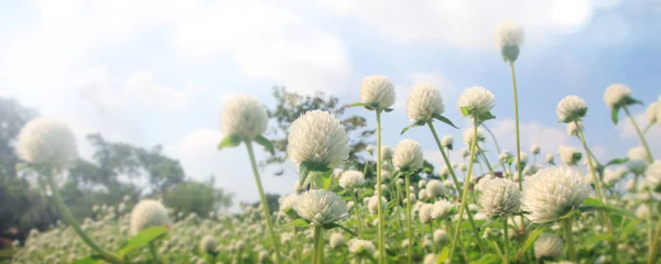 Bonito jardín de flores cuidado con colorido — Foto de Stock