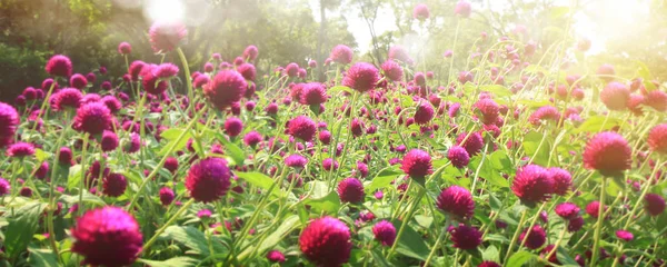 Bonito jardín de flores cuidado con colorido — Foto de Stock