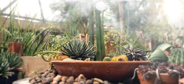 Cactus luce tramonto natura sfondo — Foto Stock