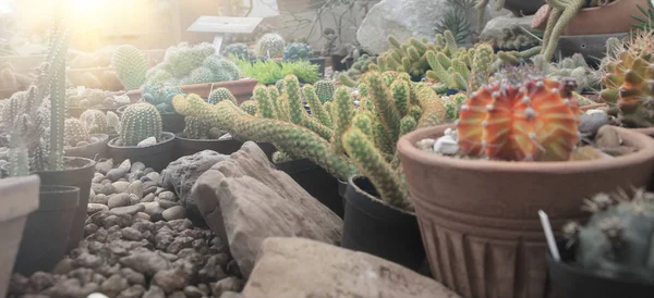 Cactus luz pôr do sol natureza fundo — Fotografia de Stock