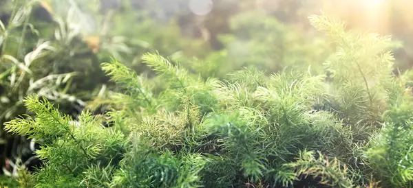 Fondo de helecho, arbusto verde de helecho en el bosque —  Fotos de Stock