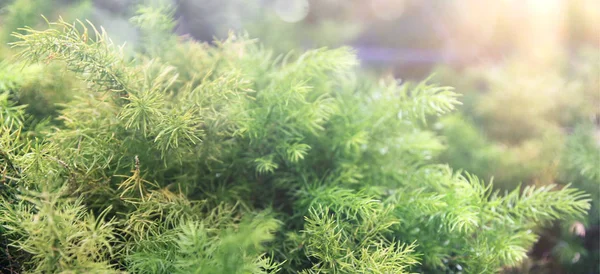 Fondo de helecho, arbusto verde de helecho en el bosque —  Fotos de Stock